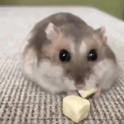 The way to the cheese