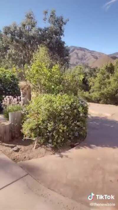 Loose Balloons 🎈🎈