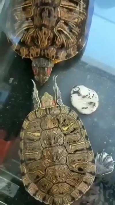 A light turtle slap in the face