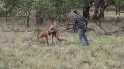 Man punches wild kangaroo to save his dog
