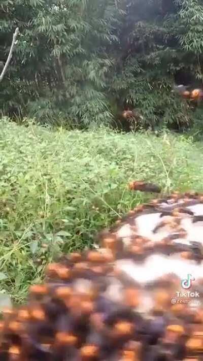 Just doesn’t care about whatever type of wasp those things are