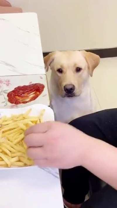Doggo knows to ask for sauce (gif)