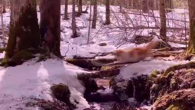 All this snow outside my house has reminded me of my favorite cat video in existence