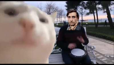 Cat vibing to Etat Ireel