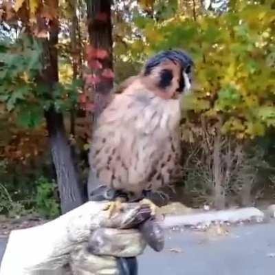 The American kestrel has tremendous head stabilization skills giving this colorful raptor the appearance of its head being locked in one position. Together with bobbing its head up and down periodically to estimate distances, the American kestrel is well 