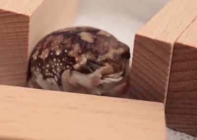 Tiny round rain frog wakes up,scratch his balls, yawns, rubs his eyes, then squeezes himself into his tiny hole