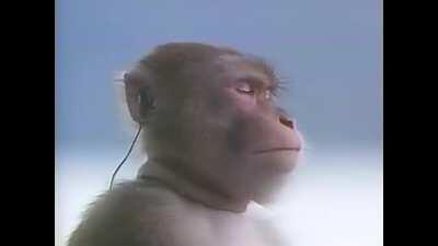 Monkey listening to Galaxia FM theme