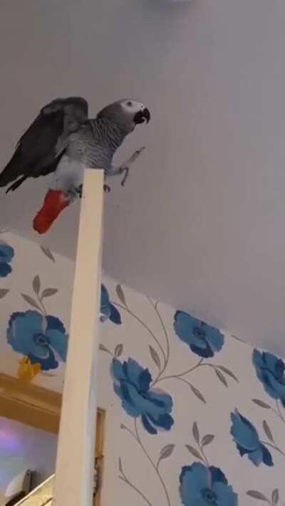 Teaching tricks would be cool they said