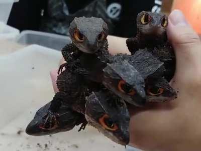 baby dragons