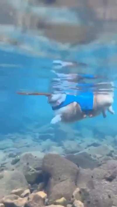 Corgi can swin, but I can't, it's a shame! But how exactly do they swim?