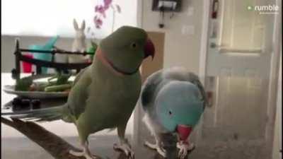 two lovely parrots making love UwU