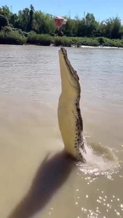 How high off the water is considered safe from a saltwater crocodile?
