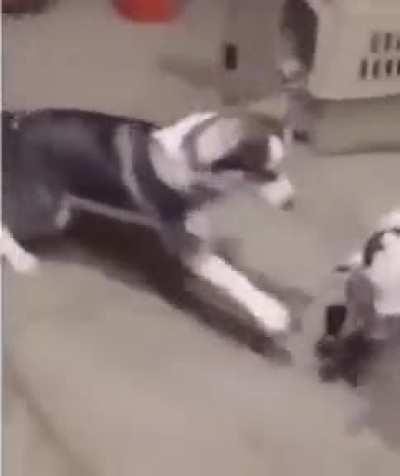 Messing with your siblings until they start hitting you