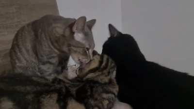 Anyone for a threesome?