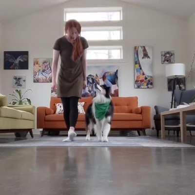 Step It Up: The Doggo Edition