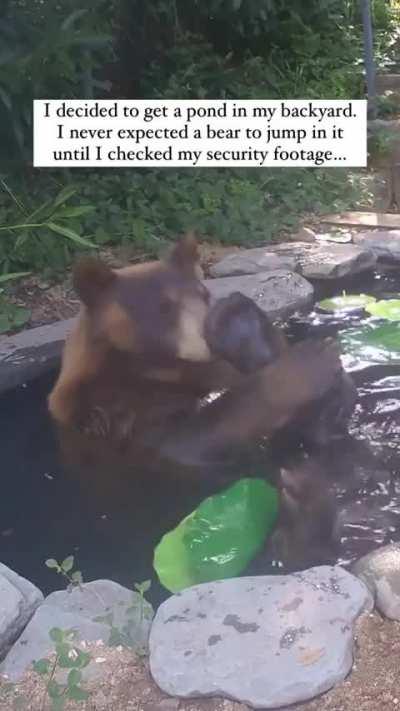 Watching this Bear Bathe in a homeowner's pond