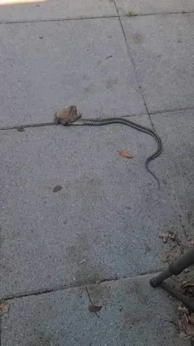 Gartner vs toad on my patio today