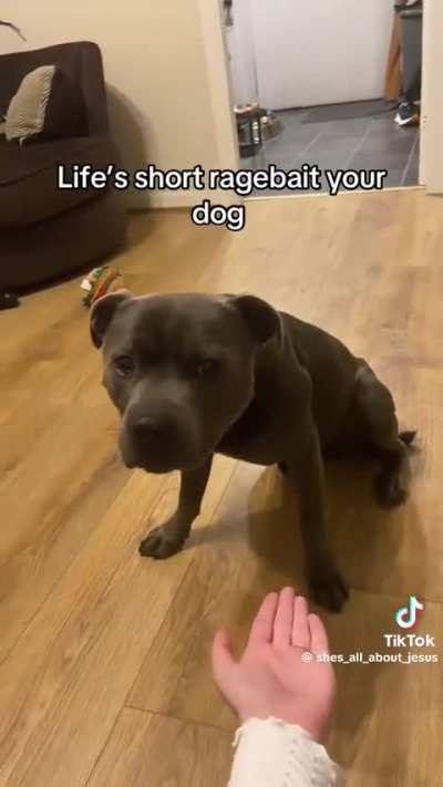 cachorro é mt engraçado