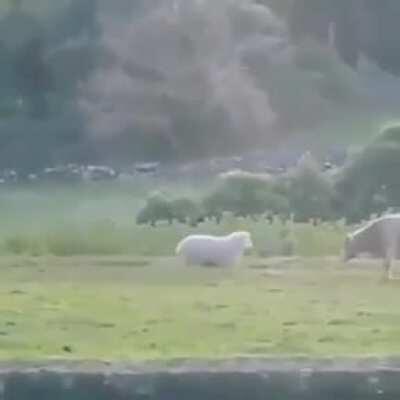 to headbutt that pesky cow into oblivion