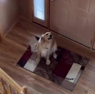 Dog thought he was alone