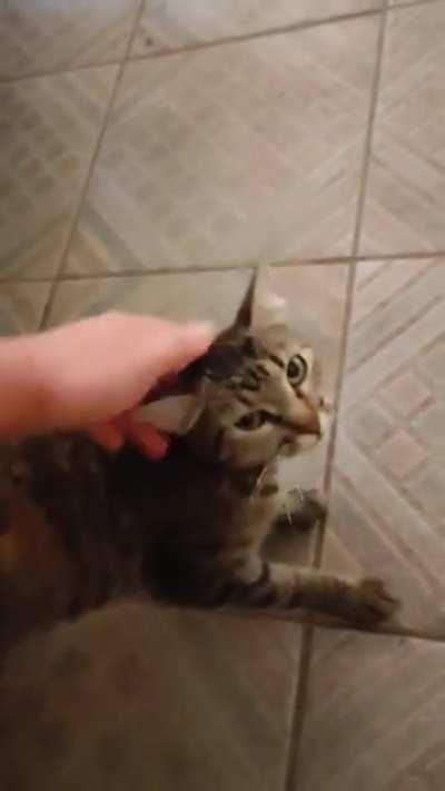 Siren part II. Story in the comments. We were still trying to become friends here :)