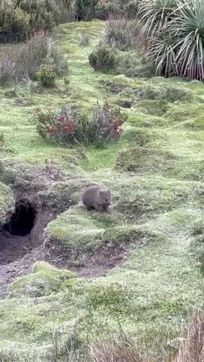 Wombats can survive without water for weeks, getting most of their hydration from the plants they eat. -- Tracie Ng