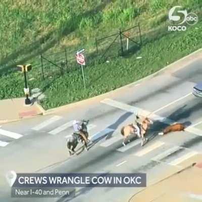 Still got the exquisite touch of old. Two cowboys lassoed a loose cow in an hot pursuit in Oklahoma