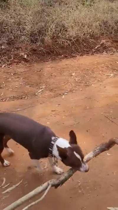 Best stick ever