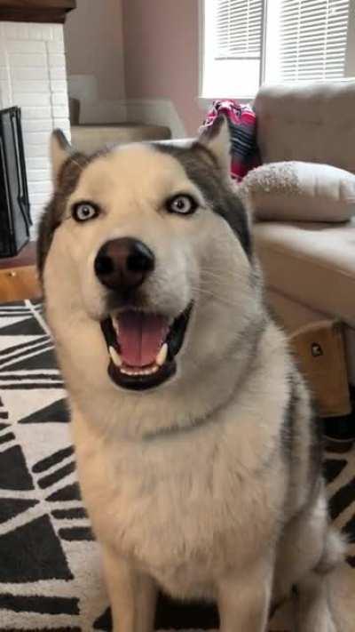 Taco saying hi to all his internet friends!