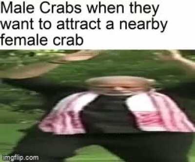 Crabs are interesting creatures