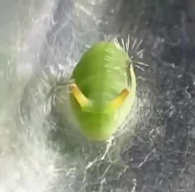 I know it’s a funny video but what is this?