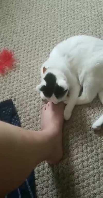 Cat bites her owner feet then dies
