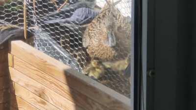 Die Balkonentenküken sind da!