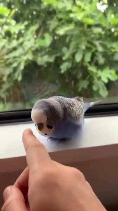 Budgie has selected ‘kiss attack’. Resistance is futile.