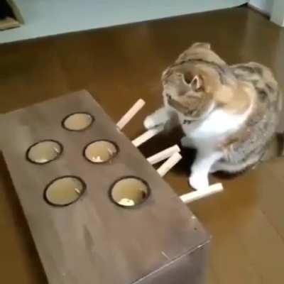 Toy or an elaborate catprank?