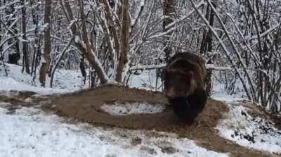 After 20 years of captivity in a small cage at a zoo in Piatra-Neamț, Romania, the bear Ina, freed now, still lives in an imaginary cage.