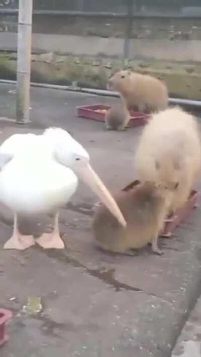 To eat a capybara