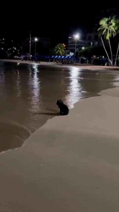 A single cat watches the waves on the shore