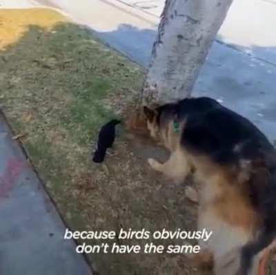 Rescue crow and German shepherd became friends.