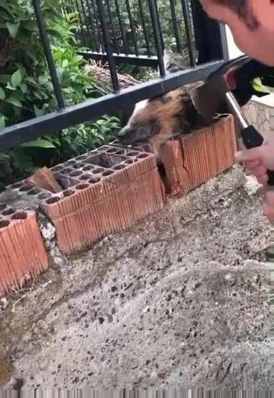 I Are Reverse Fusion Cat.