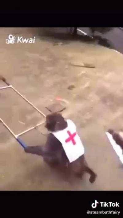 Top 10 monkey moments😳😳😳