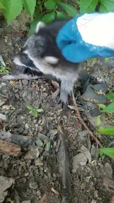 Little dude keeps getting into the warehouse and I keep taking him back outside