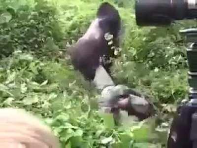 A gorilla's gentle reminder that he could easily kill you