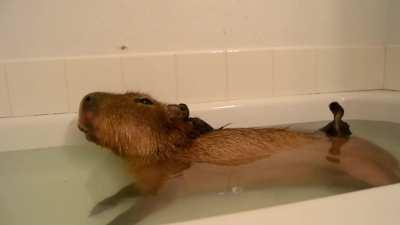 cApYbArA bEiNg BrUtAlLy ATtAcKeD bY DucKlInGs