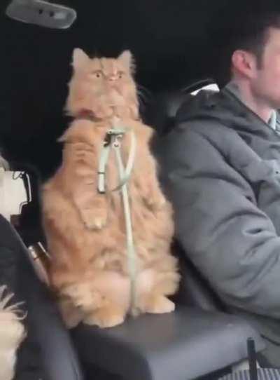 Cat.