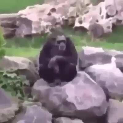 monkey nazi (first post)