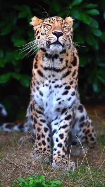 🔥The Amur leopard (Panthera pardus orientalis) is a leopard subspecies native to the Primorye region of southeastern Russia and northern China