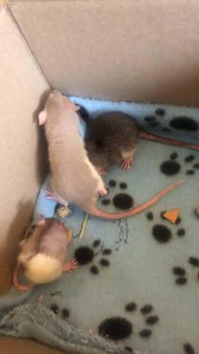 Throwback to when Bailey, River and Jasper were little nuggets. 😍😍😍