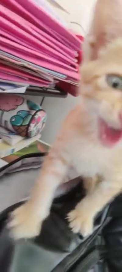 Everyone welcome my new friend Leo.