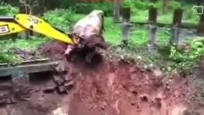 JCB starts to help an elephant get down an ledge then leaves it there